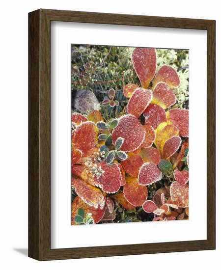 Bearberry and Dwarf Cranberries in Denali National Park, Alaska, USA-Stuart Westmoreland-Framed Photographic Print