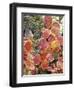 Bearberry and Dwarf Cranberries in Denali National Park, Alaska, USA-Stuart Westmoreland-Framed Photographic Print