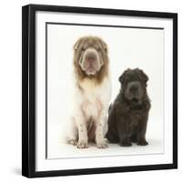 Bearcoat Shar Pei Mother, with Her Blue Bearcoat Puppy, 13 Weeks-Mark Taylor-Framed Premium Photographic Print