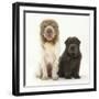 Bearcoat Shar Pei Mother, with Her Blue Bearcoat Puppy, 13 Weeks-Mark Taylor-Framed Premium Photographic Print