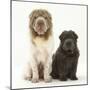 Bearcoat Shar Pei Mother, with Her Blue Bearcoat Puppy, 13 Weeks-Mark Taylor-Mounted Premium Photographic Print