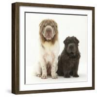 Bearcoat Shar Pei Mother, with Her Blue Bearcoat Puppy, 13 Weeks-Mark Taylor-Framed Photographic Print