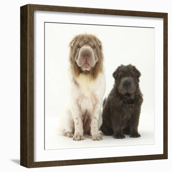 Bearcoat Shar Pei Mother, with Her Blue Bearcoat Puppy, 13 Weeks-Mark Taylor-Framed Photographic Print