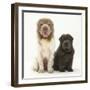 Bearcoat Shar Pei Mother, with Her Blue Bearcoat Puppy, 13 Weeks-Mark Taylor-Framed Photographic Print