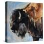 Bearded Buffalo-Renee Gould-Stretched Canvas