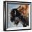 Bearded Buffalo-Renee Gould-Framed Giclee Print