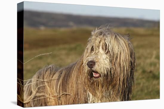 Bearded Collie 02-Bob Langrish-Stretched Canvas