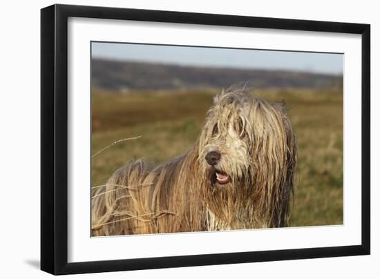 Bearded Collie 02-Bob Langrish-Framed Photographic Print