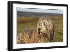 Bearded Collie 02-Bob Langrish-Framed Photographic Print