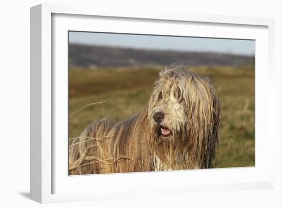 Bearded Collie 02-Bob Langrish-Framed Photographic Print