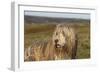 Bearded Collie 02-Bob Langrish-Framed Photographic Print