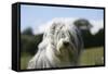 Bearded Collie 16-Bob Langrish-Framed Stretched Canvas