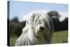 Bearded Collie 16-Bob Langrish-Stretched Canvas