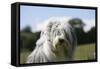 Bearded Collie 16-Bob Langrish-Framed Stretched Canvas