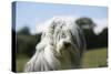 Bearded Collie 16-Bob Langrish-Stretched Canvas