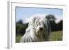 Bearded Collie 16-Bob Langrish-Framed Photographic Print