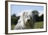 Bearded Collie 16-Bob Langrish-Framed Photographic Print