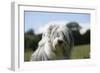 Bearded Collie 16-Bob Langrish-Framed Photographic Print