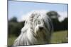 Bearded Collie 16-Bob Langrish-Mounted Photographic Print