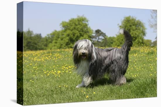 Bearded Collie 18-Bob Langrish-Stretched Canvas