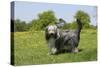 Bearded Collie 18-Bob Langrish-Stretched Canvas