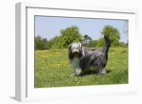 Bearded Collie 18-Bob Langrish-Framed Photographic Print