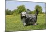 Bearded Collie 18-Bob Langrish-Mounted Photographic Print