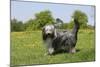 Bearded Collie 18-Bob Langrish-Mounted Photographic Print