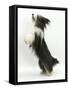 Bearded Collie Bitch, Ellie, Jumping Up-Mark Taylor-Framed Stretched Canvas
