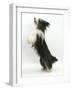 Bearded Collie Bitch, Ellie, Jumping Up-Mark Taylor-Framed Photographic Print