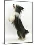 Bearded Collie Bitch, Ellie, Jumping Up-Mark Taylor-Mounted Photographic Print
