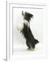 Bearded Collie Bitch, Ellie, Jumping Up-Mark Taylor-Framed Photographic Print
