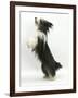 Bearded Collie Bitch, Ellie, Jumping Up-Mark Taylor-Framed Photographic Print