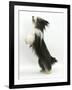 Bearded Collie Bitch, Ellie, Jumping Up-Mark Taylor-Framed Photographic Print