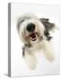 Bearded Collie Bitch, Ellie, Lying with Head Up-Mark Taylor-Stretched Canvas