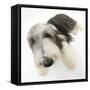 Bearded Collie Bitch, Ellie, Lying with Head Up-Mark Taylor-Framed Stretched Canvas