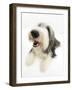 Bearded Collie Bitch, Ellie, Lying with Head Up-Mark Taylor-Framed Photographic Print