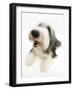Bearded Collie Bitch, Ellie, Lying with Head Up-Mark Taylor-Framed Photographic Print