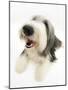 Bearded Collie Bitch, Ellie, Lying with Head Up-Mark Taylor-Mounted Photographic Print