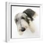 Bearded Collie Bitch, Ellie, Lying with Head Up-Mark Taylor-Framed Photographic Print