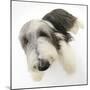 Bearded Collie Bitch, Ellie, Lying with Head Up-Mark Taylor-Mounted Photographic Print