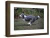 Bearded Collie Bitch, Ellie, Running-Mark Taylor-Framed Photographic Print