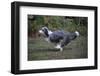 Bearded Collie Bitch, Ellie, Running-Mark Taylor-Framed Photographic Print