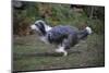Bearded Collie Bitch, Ellie, Running-Mark Taylor-Mounted Photographic Print