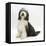 Bearded Collie Bitch, Ellie, Sitting-Mark Taylor-Framed Stretched Canvas