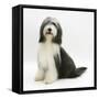 Bearded Collie Bitch, Ellie, Sitting-Mark Taylor-Framed Stretched Canvas