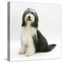 Bearded Collie Bitch, Ellie, Sitting-Mark Taylor-Stretched Canvas