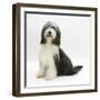 Bearded Collie Bitch, Ellie, Sitting-Mark Taylor-Framed Photographic Print