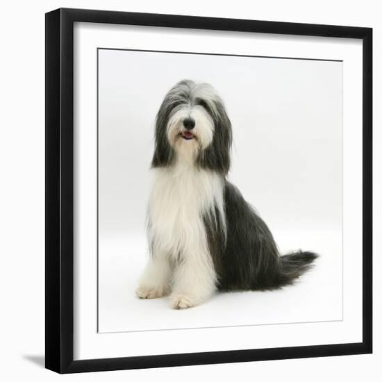 Bearded Collie Bitch, Ellie, Sitting-Mark Taylor-Framed Photographic Print