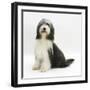 Bearded Collie Bitch, Ellie, Sitting-Mark Taylor-Framed Photographic Print